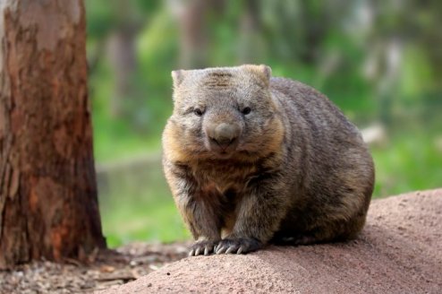 wombat